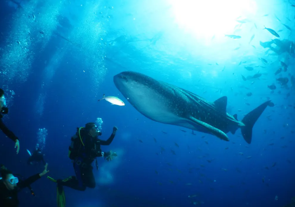 沖繩行程活動 | 2. 鯨鯊同游潛水