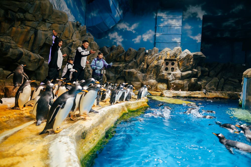 海洋公園夏水禮2023丨暑假限定7. 親親企鵝