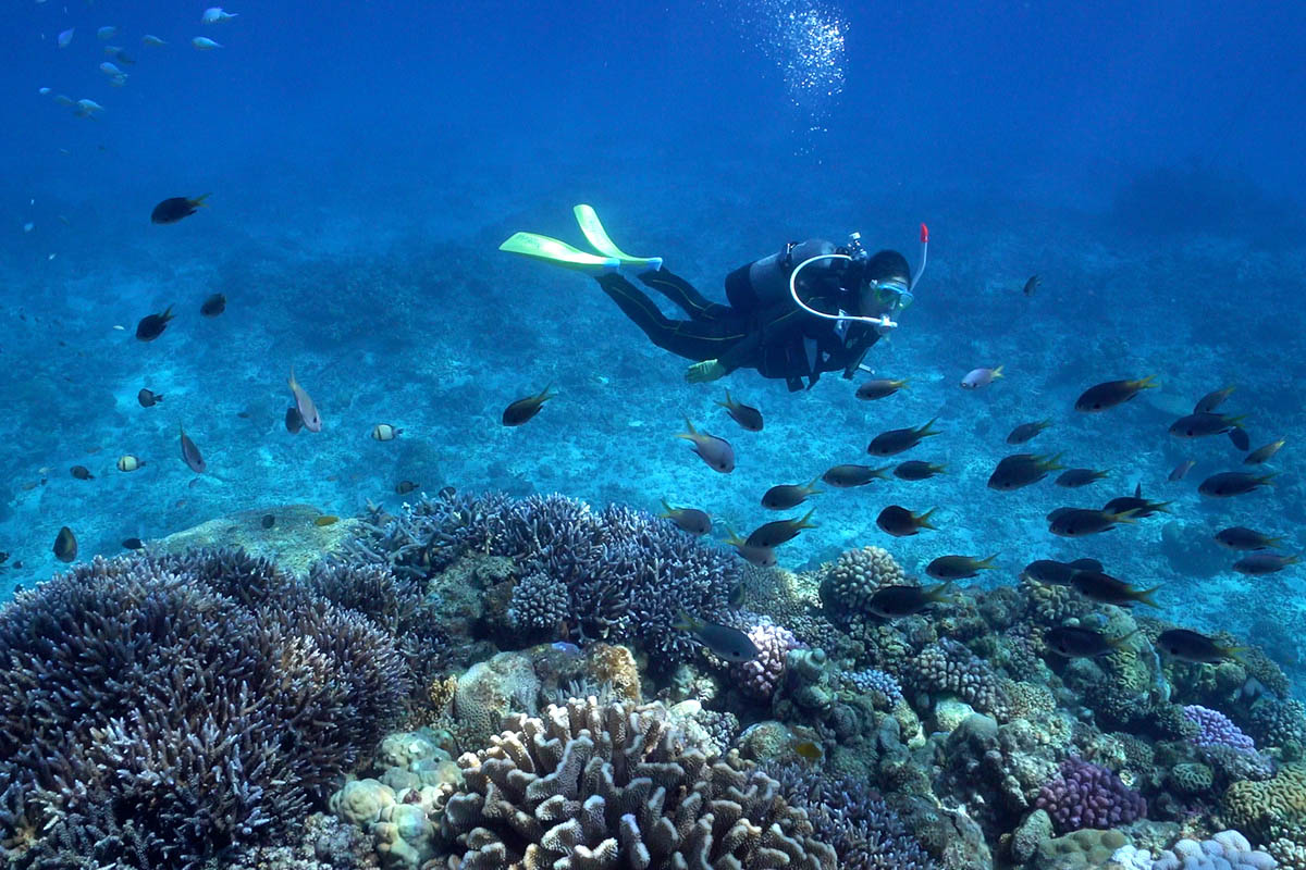 沖繩潛水2023｜沖繩浮潛和潛水的規則