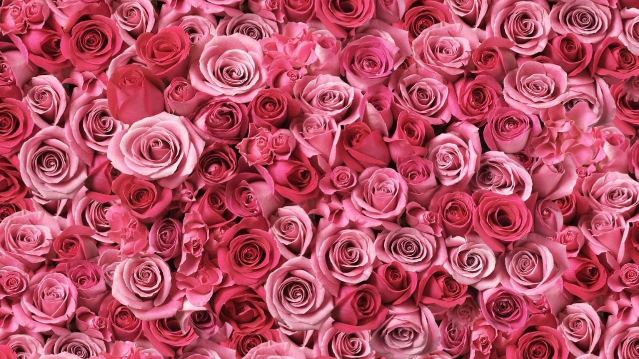 紅玫瑰花語丨情人節攻略！9種顏色玫瑰花語