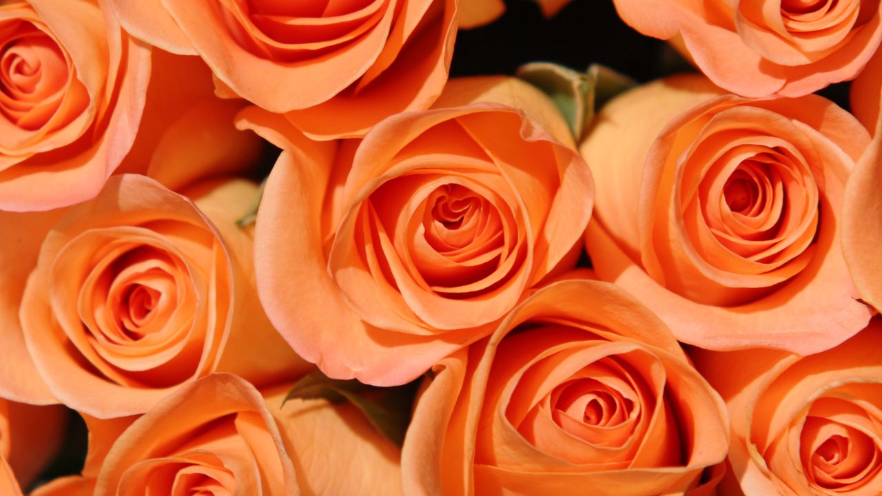 紅玫瑰花語丨情人節攻略！9種顏色玫瑰花語