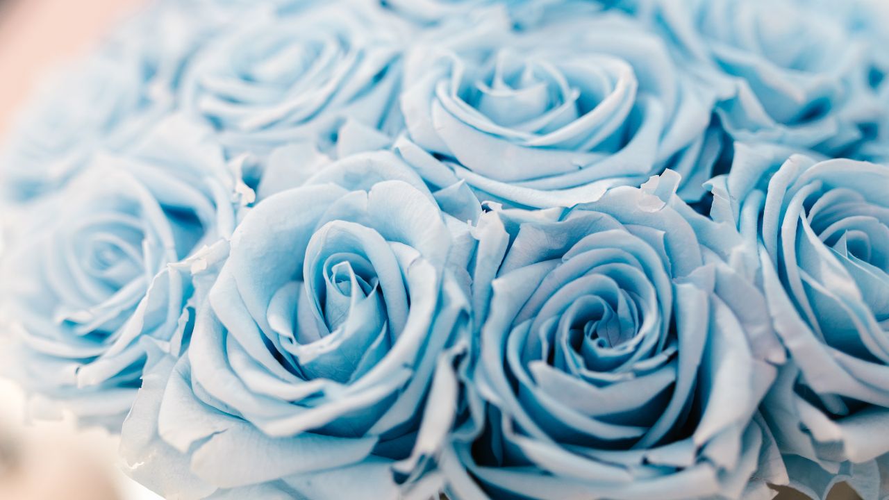 紅玫瑰花語丨情人節攻略！9種顏色玫瑰花語, 藍色玫瑰花語