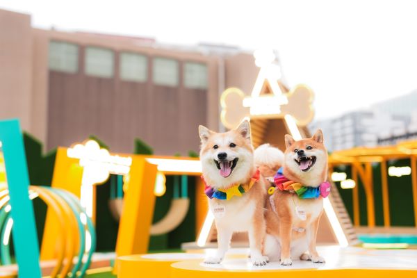 葵芳寵物公園｜首個佔地1800平方呎寵物公園 3大區域6大歷奇玩樂